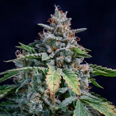 Walter White Auto