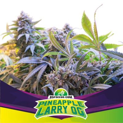 Pineapple Larry OG Auto