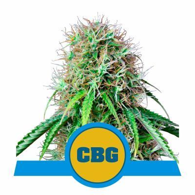 Royal CBG Automatic