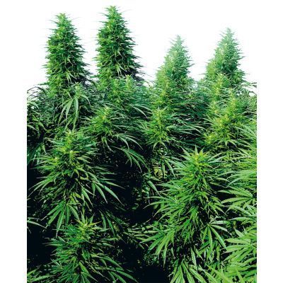 Ruderalis Skunk Regulär
