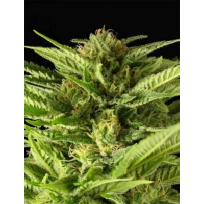 Fruity Durban Feminisiert