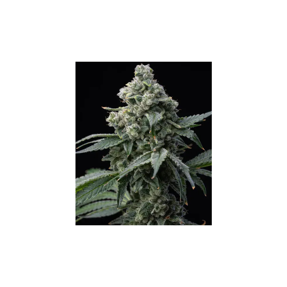 Barneys Farm Bruce Banner Cannabis Blüte