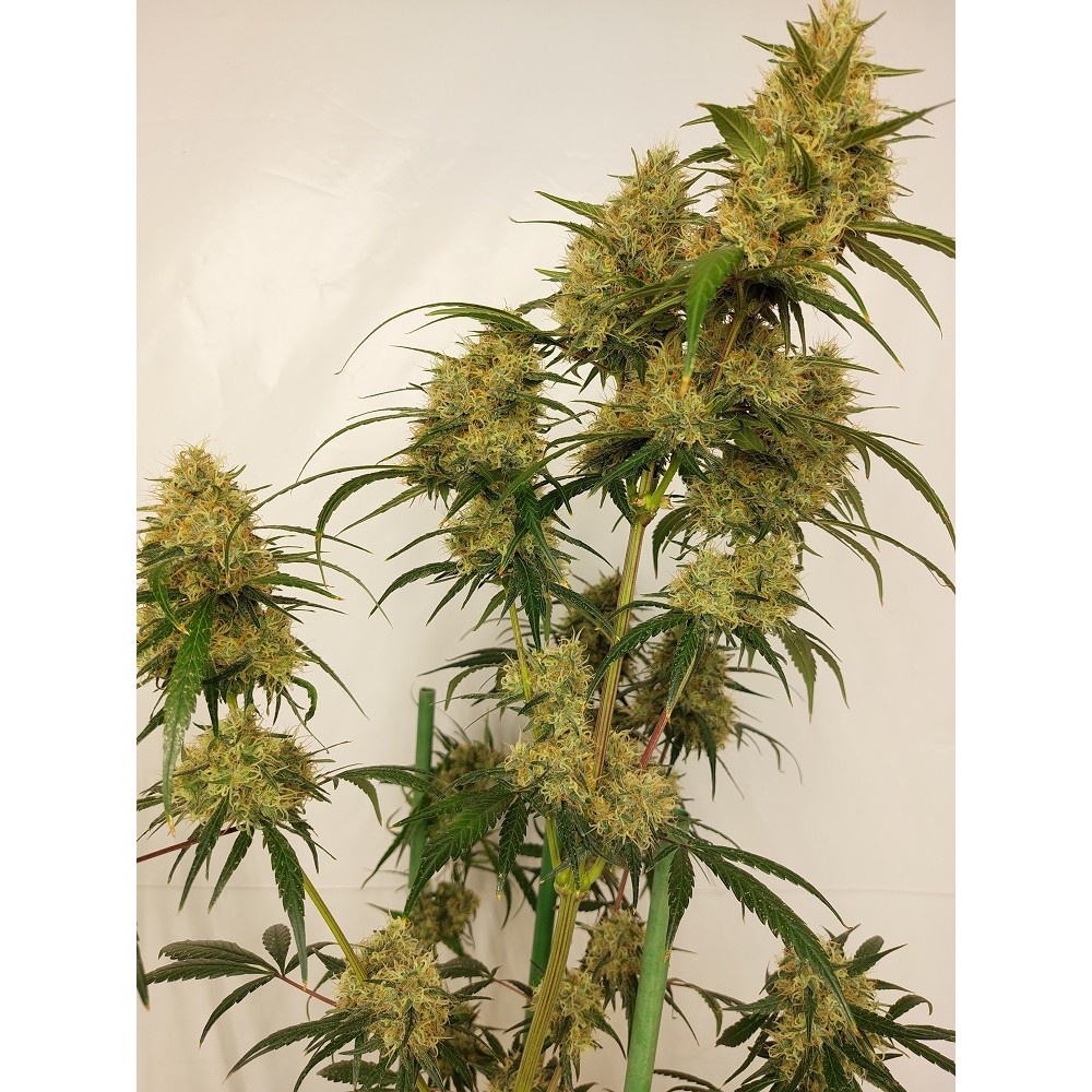 Ace Seeds Super Panama Haze Feminisierte Hanfsamen