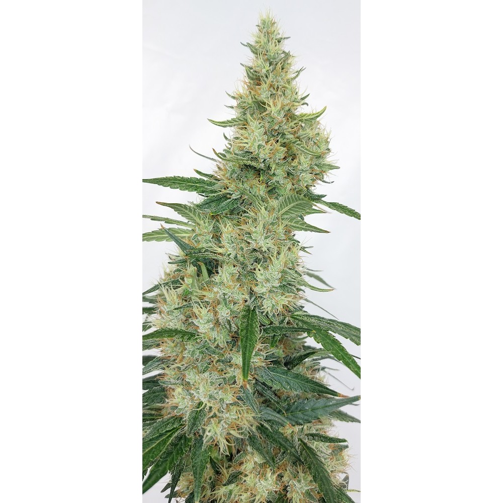Ace Seeds Super Panama Haze Feminisierte Hanfsamen