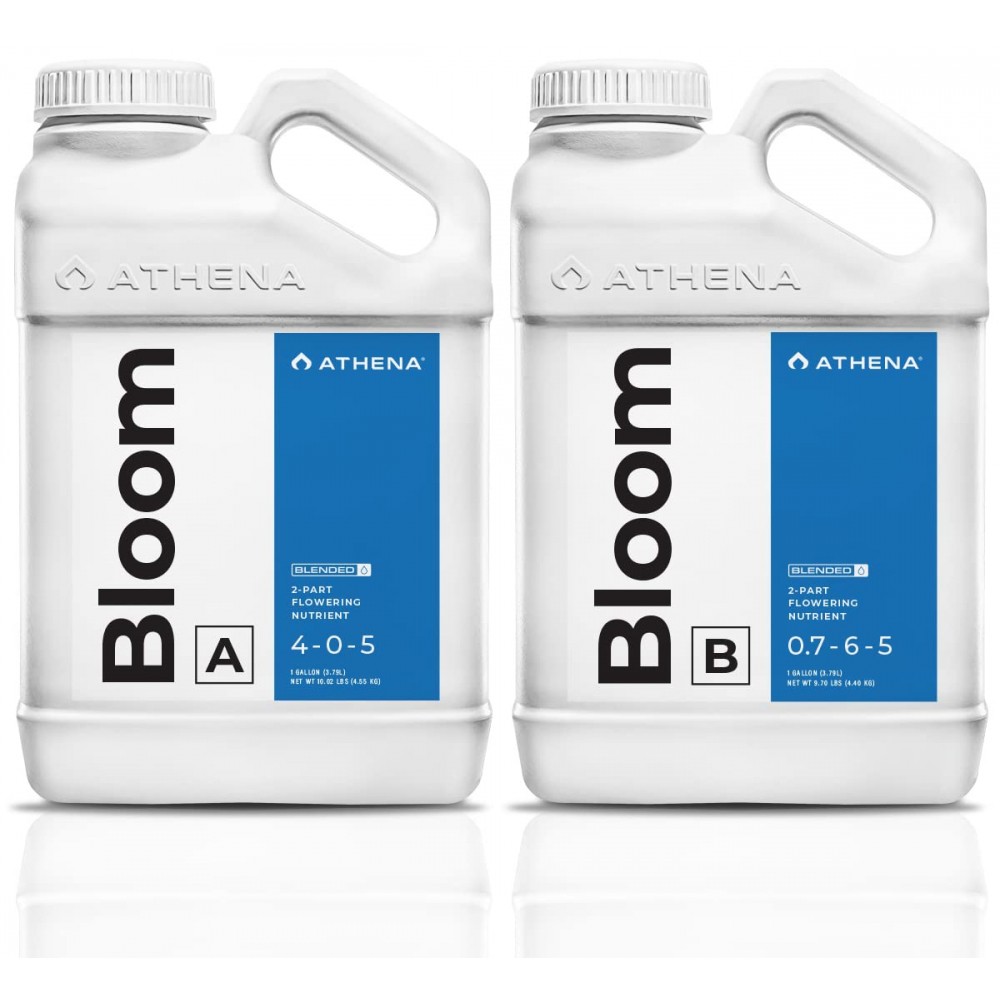Athena Bloom A&B