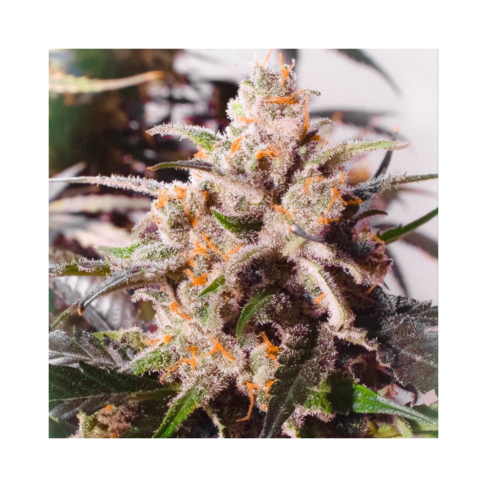 Dutch Passion Colorado Cookies Auto Hanfsamen Blüte Trichome