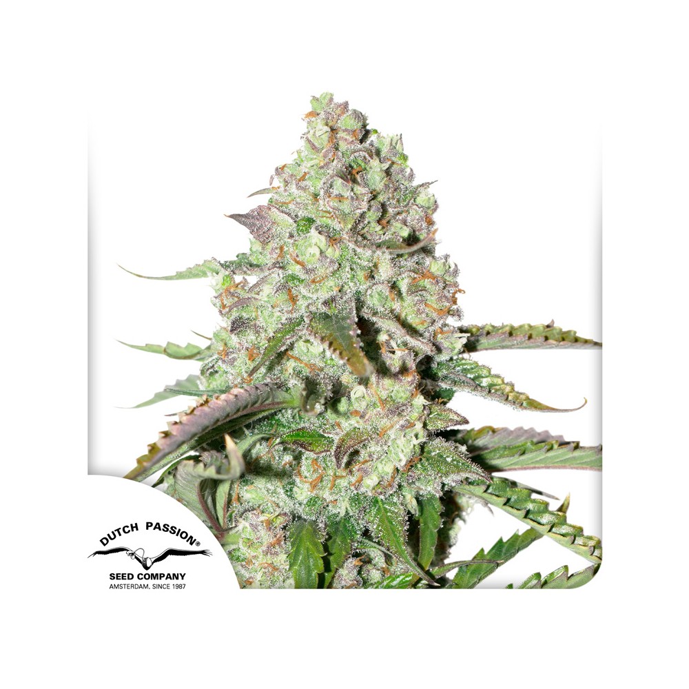 Dutch Passion Colorado Cookies Auto Hanfsamen Blüte