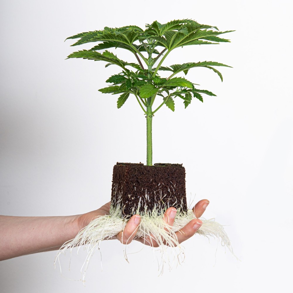 Seeds24 Super Lemon Haze  Hanfsämlinge