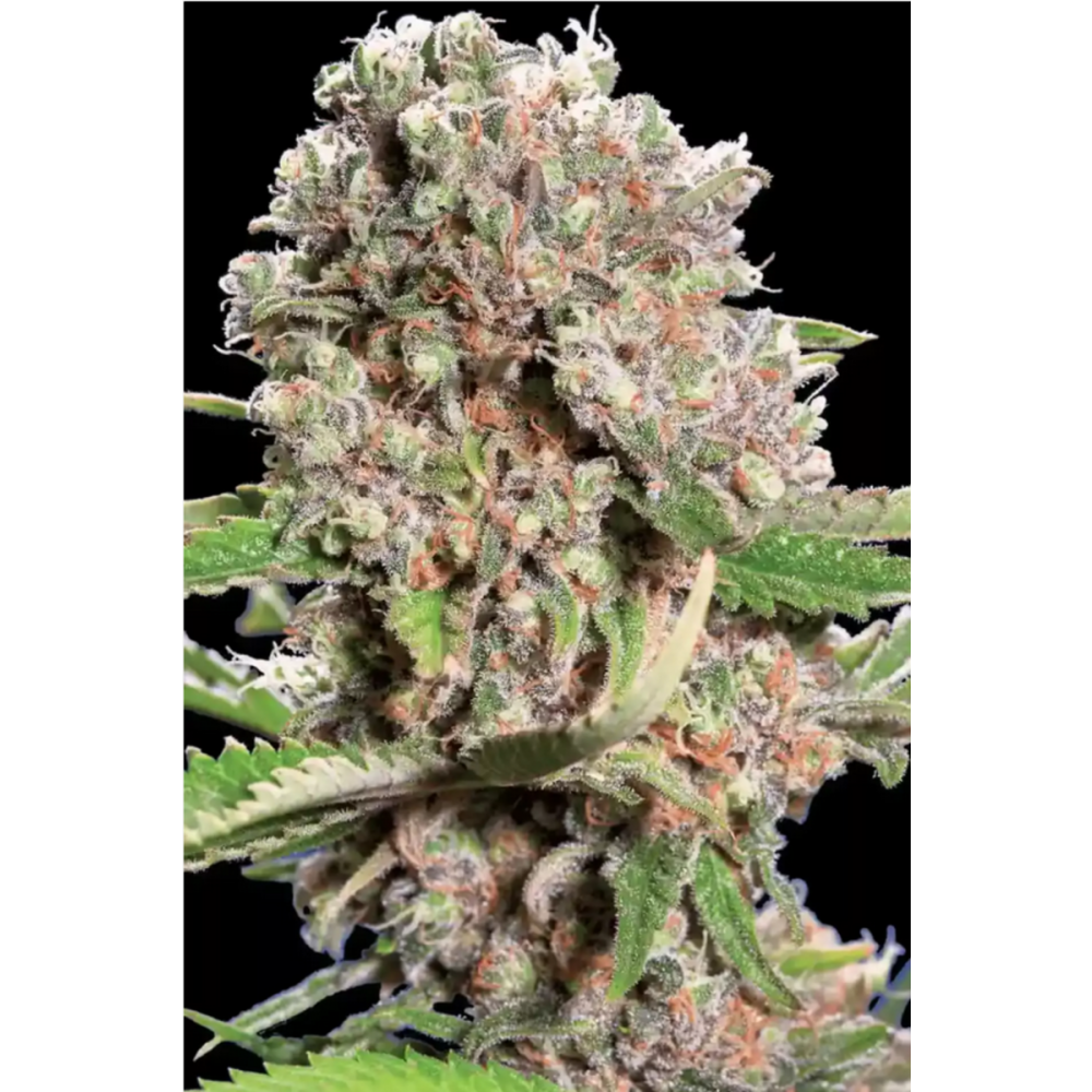 Paradise Seeds Mendocino Skunk Feminisierte Hanfsamen