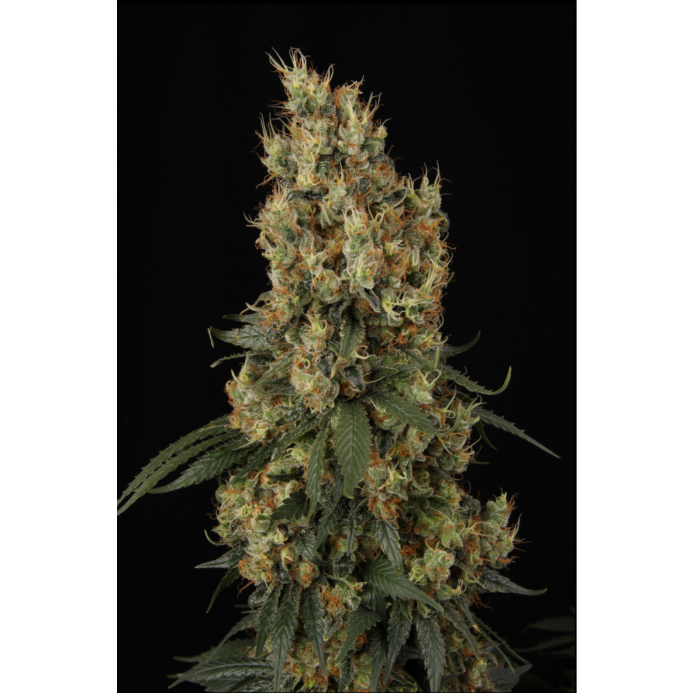 Paradise Seeds Mendocino Skunk Feminisierte Hanfsamen