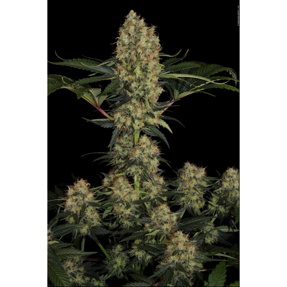 Paradise Seeds Mendocino Skunk Feminisierte Hanfsamen