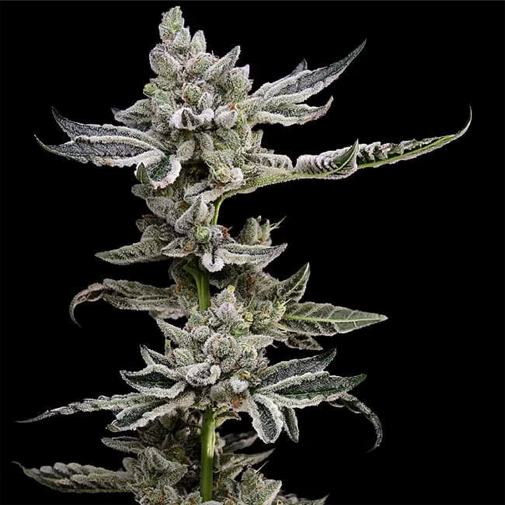 Green Bodhi Platinum Affie 78  Feminisierte Hanfsamen