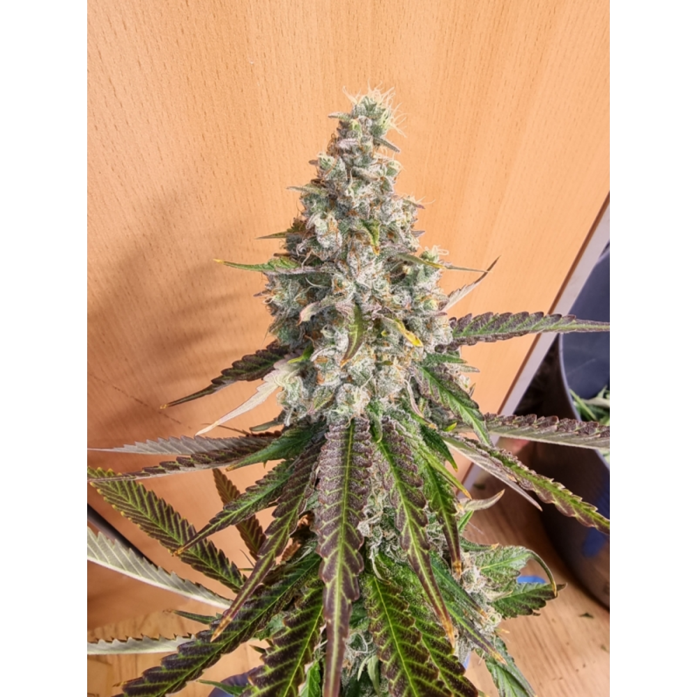 Super Sativa Seed Club Strawberry Cookies Fast Feminisierte Hanfsamen