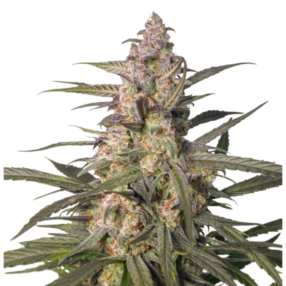 Super Sativa Seed Club Northern Dragon Fuel Automatic Hanfsamen