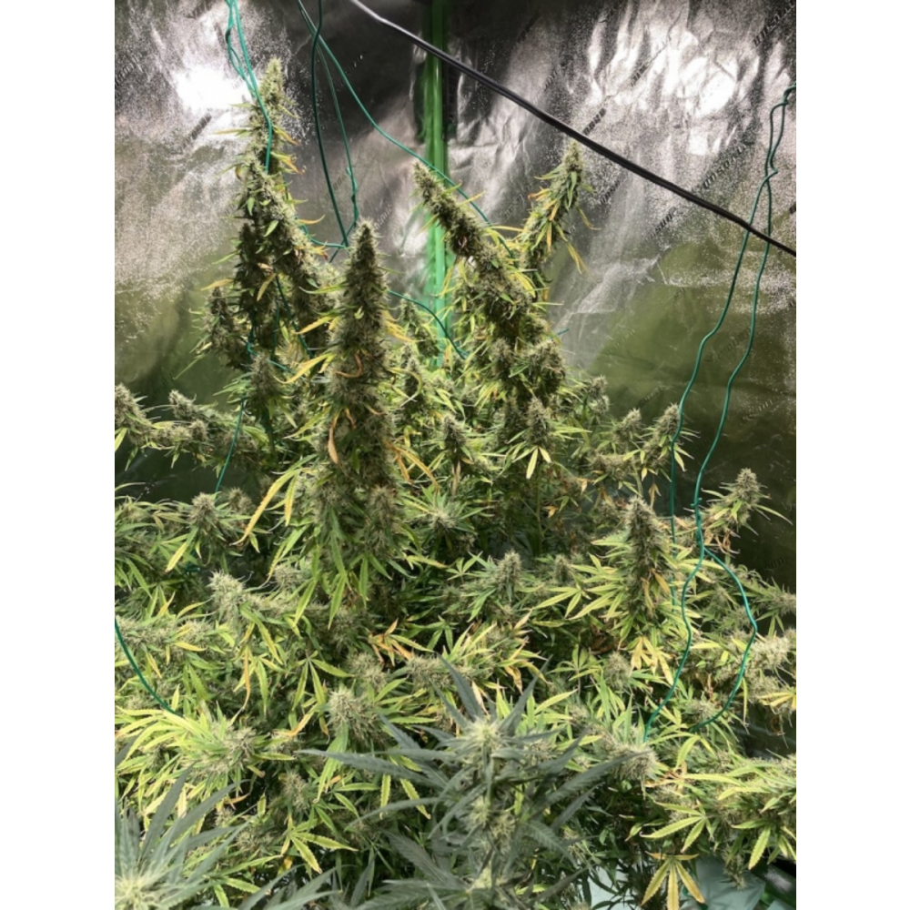 Super Sativa Seed Club Northern Dragon Fuel Automatic Hanfsamen