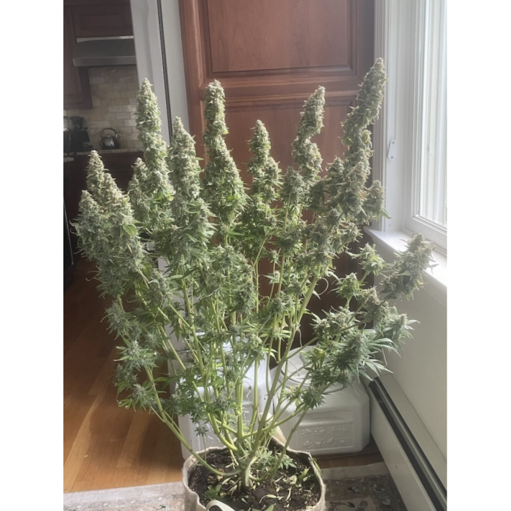 Super Sativa Seed Club Northern Dragon Fuel Automatic Hanfsamen