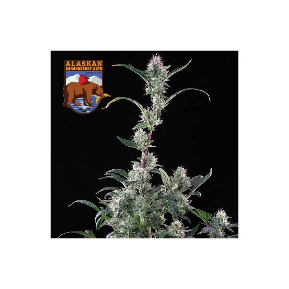 Seedsman Seeds Alaskan Bananaberry Automatic Hanfsamen