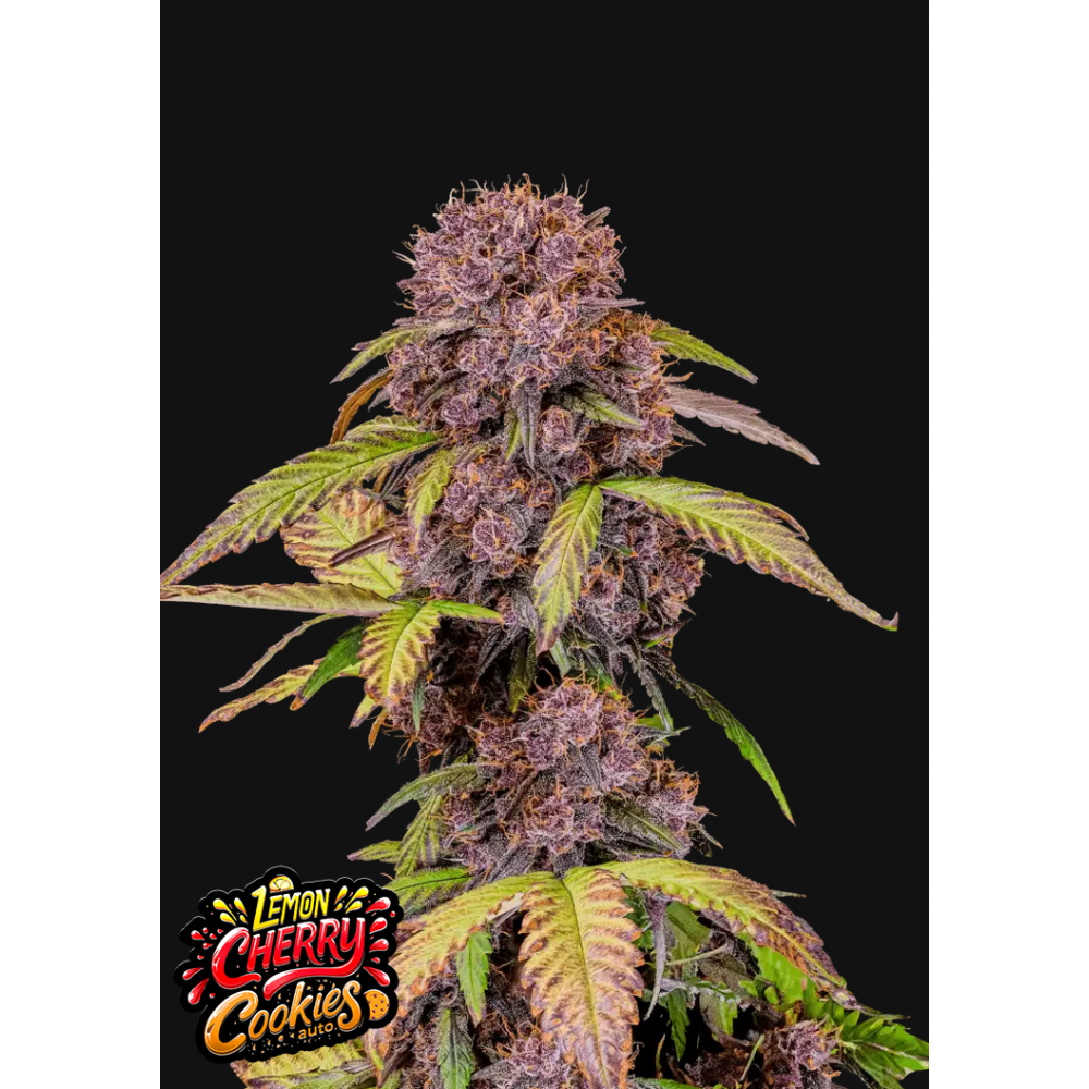 Fast Buds Lemon Cherry Cookies Automatic Hanfsamen