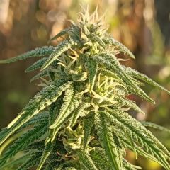 ACE Seeds Himalayan Snow Reguläre Hanfsamen Cannabisblüte