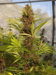 Ace Seeds Guawi Reguläre Hanfsamen Cannabisblüte