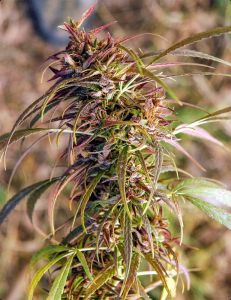 Oldtimer's Haze Regulär