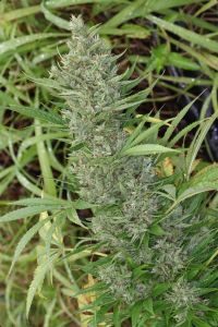 ACE Seeds Orient Express Feminisierte Hanfsamen Cannabisblüte