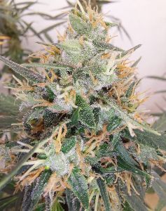 Panama A5 Haze Feminisiert