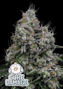Anesia Seeds Core Damage Feminisierte Cannabissamen Blüte