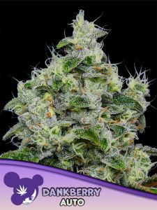 Dankberry Auto