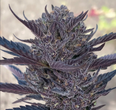 GMO Auto