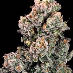 Atlas Seeds Slurpicane Fast Feminisierte Hanfsamen Blüte