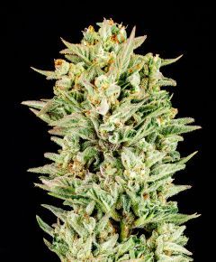 Atlas Seed Turtle Taffy Automatic Hanfsamen Cannabisblüte