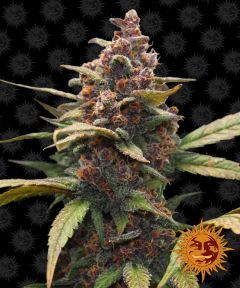 Ayahuasca Purple Feminisiert