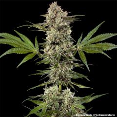 Barneys Farm Banana Runtz F1 Hanfsamen Blüte
