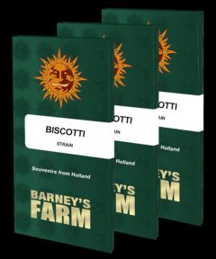 Barneys Farm Biscotti Feminisierte Hanfsamen