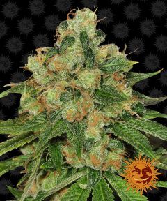 Barneys Farm CBD Cramel Regulär Hanfsamen Blüte