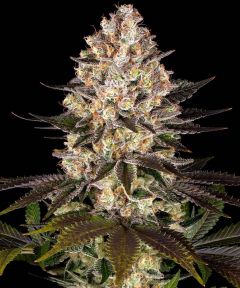 Barneys Farm Hindu Kush Feminisierte Hanfsamen