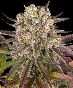 Barney's Farm Limoncello Feminsierte Hanfsamen Cannabisblüte