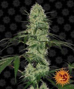Barneys Farm Tangerine Dream Automatic Hanfsamen Blüte