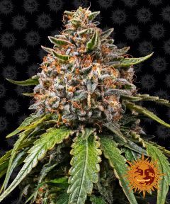 White Widow XXL Feminisiert