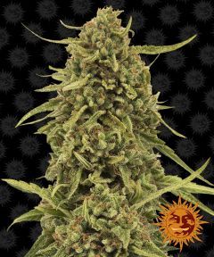 Barneys Farm Widow Remedy Regulär Hanfsamen Blüte