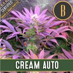 Blimburn Seeds Cream automatic Hanfsamen