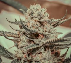 Brother Grimm Killer Queen Feminisierte Hanfsamen Cannabisblüte