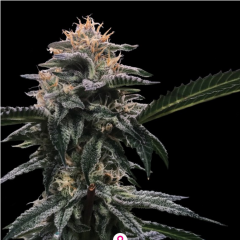 DNA Genetics Banana Sorbet Feminisierte Hanfsamen