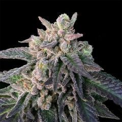 DNA Genetics Elons X Reguläre Hanfsamen Cannabisblüte