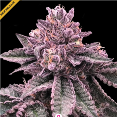 DNA Genetics DNA Cake Feminisierte Hanfsamen