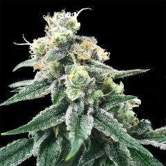 DNA Genetics Swiss Miss Reguläre Hanfsamen Cannabisblüte