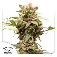 Auto CBG Force