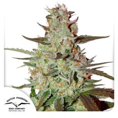 Dutch Passion Auto Blue Mazar Feminisierte Hanfsamen
