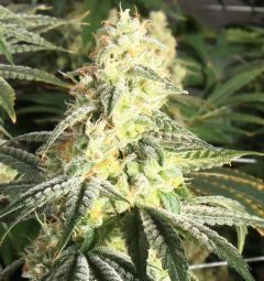 Elev8 Seeds XTC OG Feminisierte Hanfsamen Cannabisblüte